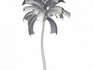 coconut palm tree med poly 3D Model