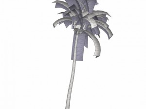coconut palm tree med poly 3D-Modell