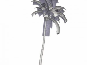 coconut palm tree med poly 3D Model