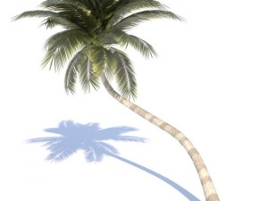 coconut palm tree  02 med poly 3D Model