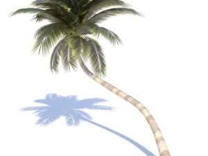 coconut palm tree  02 med poly 3Dモデル