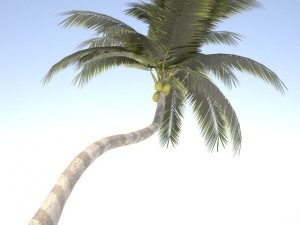 coconut palm tree  02 med poly 3D Model
