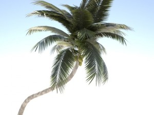 coconut palm tree  02 med poly 3D Model