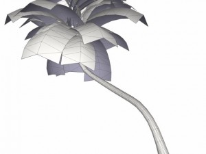 coconut palm tree  02 med poly 3D Model