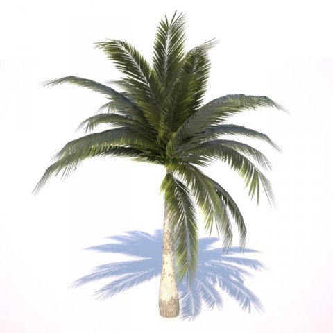 coconut palm tree  03 med poly 3D Model .c4d .max .obj .3ds .fbx .stl .blend 