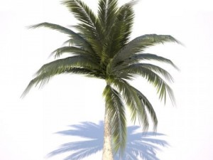coconut palm tree  03 med poly 3D Model