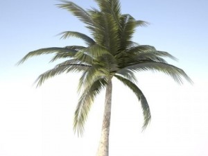 coconut palm tree  03 med poly 3D Model
