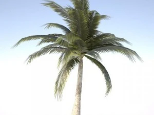 coconut palm tree  03 med poly 3D Model