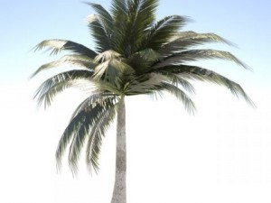 coconut palm tree  03 med poly 3D Model