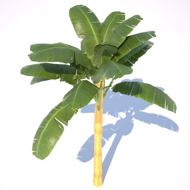 banana tree low poly Modelo 3D .c4d .max .obj .3ds .fbx .stl .blend 