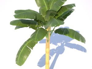 banana tree low poly 3D Model