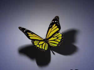 butterfly animated 3D Model