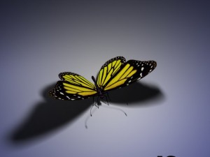 butterfly animated Modello 3D