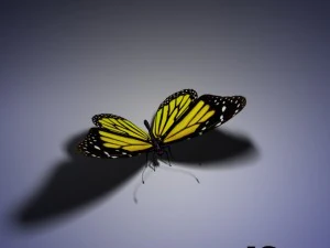 butterfly animated 3D Model