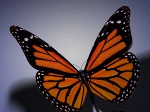 animasi kupu-kupu Model 3D