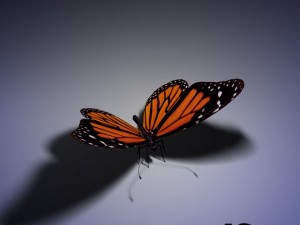 butterfly animated 3D-Modell