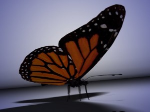 butterfly animated 3D-Modell