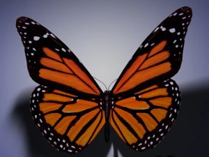 butterfly animated 3D Model