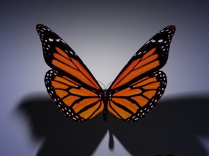 butterfly animated 3D-Modell