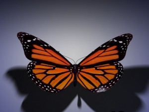 butterfly animated 3D-Modell