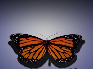 butterfly animated 3D-Modell
