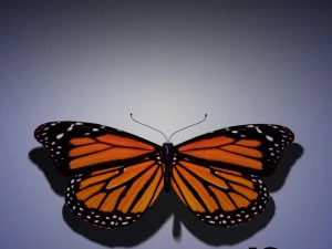 butterfly animated 3D Model