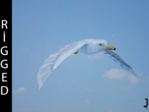 seagull  rigged  animated  loop 3D-Modell