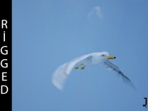 seagull  rigged  animated  loop 3D 模型