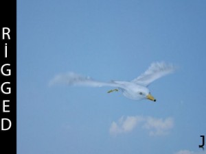 seagull  rigged  animated  loop 3D 模型