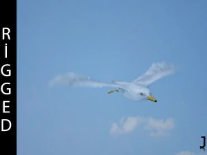 seagull  rigged  animated  loop 3D Model