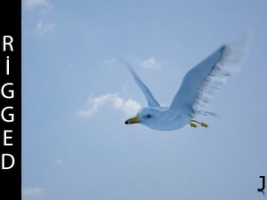 seagull  rigged  animated  loop 3D 模型