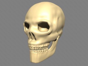 human skull 3D Модель