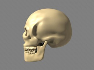 human skull 3D Модель
