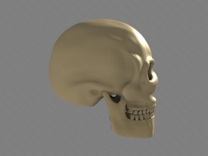 human skull 3D Модель