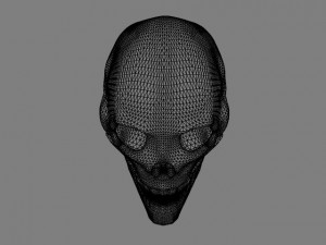 human skull 3D Модель