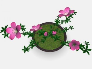 japan azalea pot Modello 3D