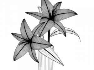 lily 3D-Modell