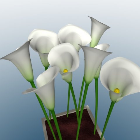 calla Modelo 3D .c4d .max .obj .3ds .fbx .stl .blend 
