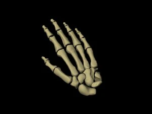 कंकाल हाथ 3D मॉडल