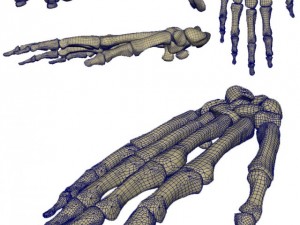 skeletal hand 3D Модель