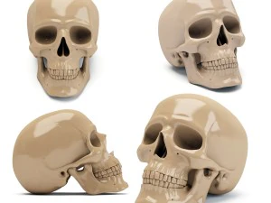 スカル 3D プリント 3Dプリントモデル