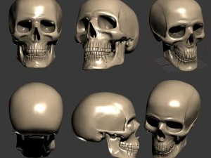 スカル 3D プリント 3Dプリントモデル