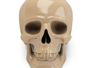 スカル 3D プリント 3Dプリントモデル