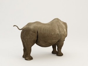 rhino body Modello 3D