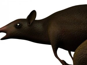 leptictidium dinosaur 3D Model