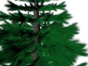 pine 3D Model