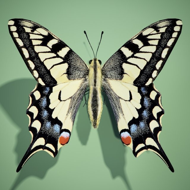 butterflyswallowtail 3D 모델 .c4d .max .obj .3ds .fbx .stl .blend 
