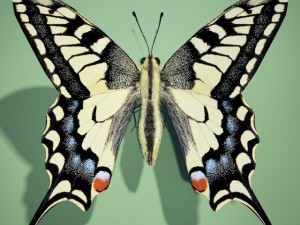 butterflyswallowtail Modèle 3D