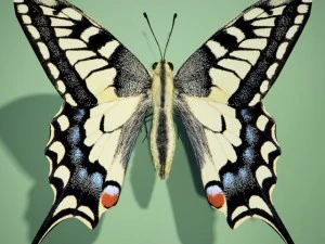 бабочка-парусник 3D Модель