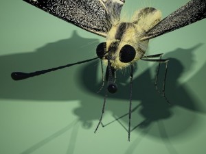 butterflyswallowtail 3D 모델